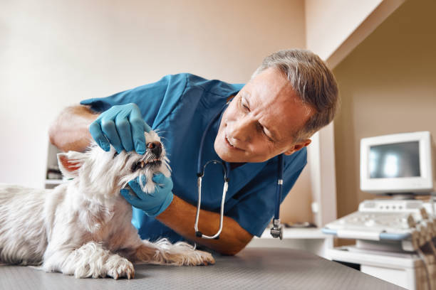 Best Emergency Dental Services for Seniors in Sandy, OR